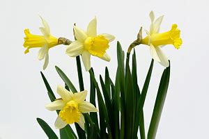 水仙竹風水|幸運を呼び込む花である水仙の花風水 